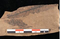 Foto (Detailansicht) von Sphaeria interpungens Heer (NHMW-GEO-2024-0188-0017)